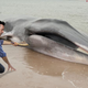 Illustration for article titled The Kindest Man Alive: Jon Hamm Made Crepes For A Beached Whale